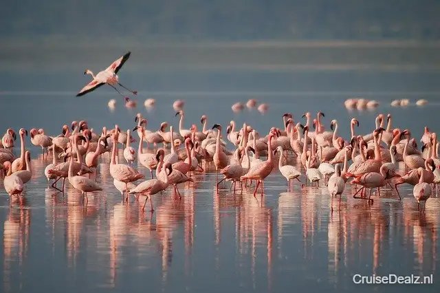 15 daagse Afrika cruise met de AIDAstella