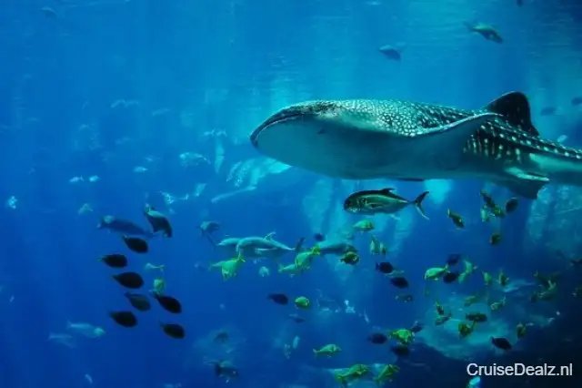 28 daagse Afrika cruise met de AIDAstella