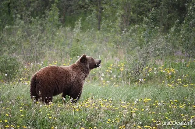 impressie Discovery Princess