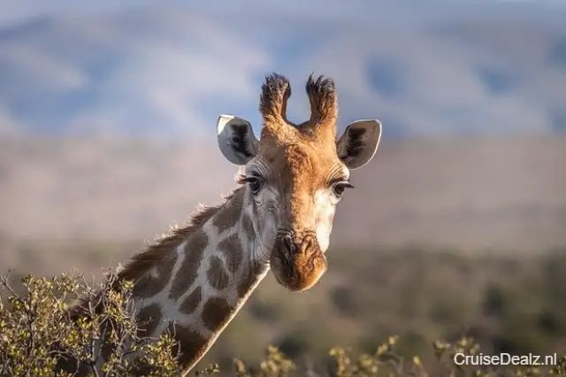 6 daagse Canarische Eilanden cruise met de Silver Dawn