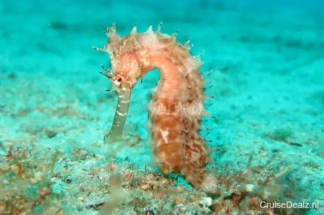 impressie Mein Schiff 7