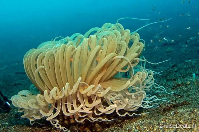 impressie Nieuw Statendam