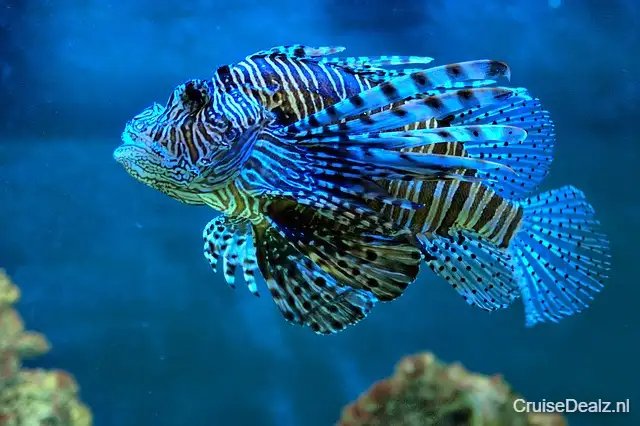 5 daagse Caribbean cruise met de MSC Seaside