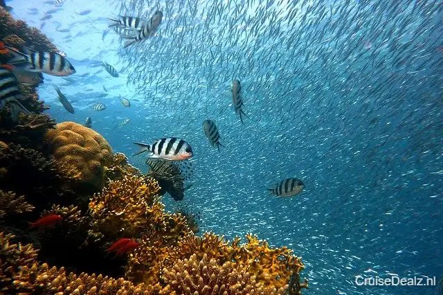 8 daagse Caribbean cruise met de MSC Meraviglia