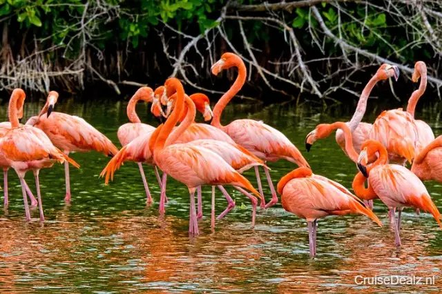 MSC World America impressie