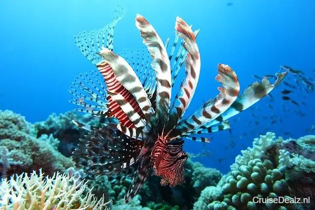 Carnival Sunrise impressie