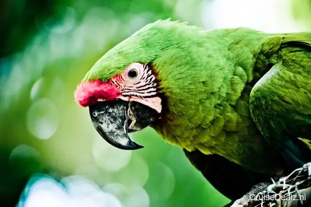 5 daagse Caribbean cruise met de Utopia of the Seas