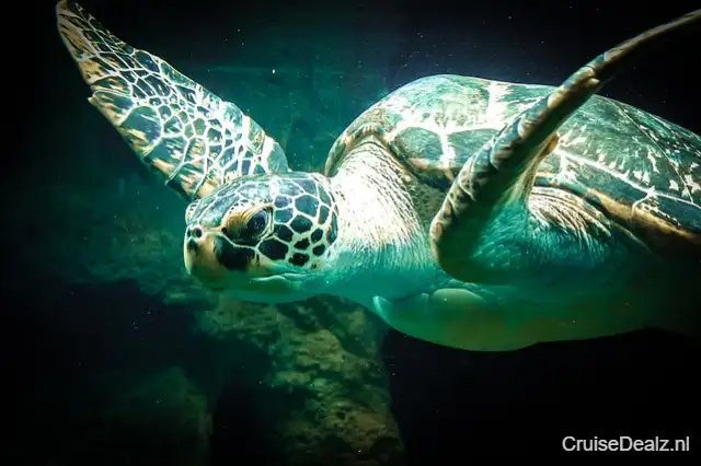 8 daagse Caribbean cruise met de Celebrity Beyond