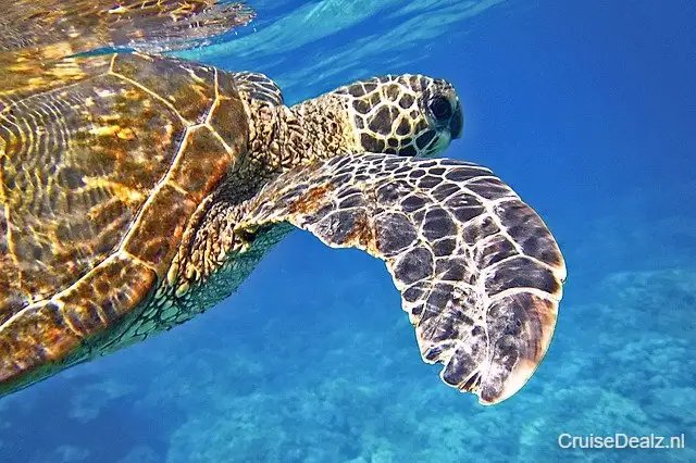 impressie Scarlet Lady