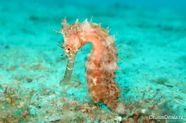 8 daagse Caribbean cruise met de Norwegian Prima