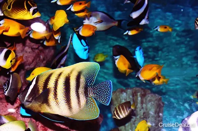 impressie Carnival Conquest