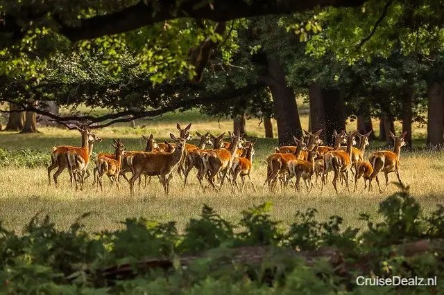 15 daagse Oost-Caribbean cruise met de Costa Pacifica