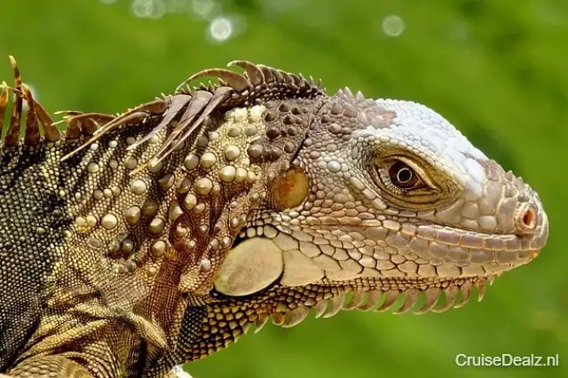 8 daagse Noord-Amerika cruise met de Norwegian Bliss