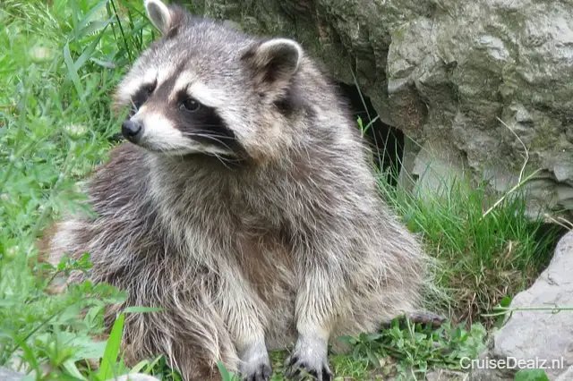 5 daagse Noord-Amerika cruise met de Norwegian Star