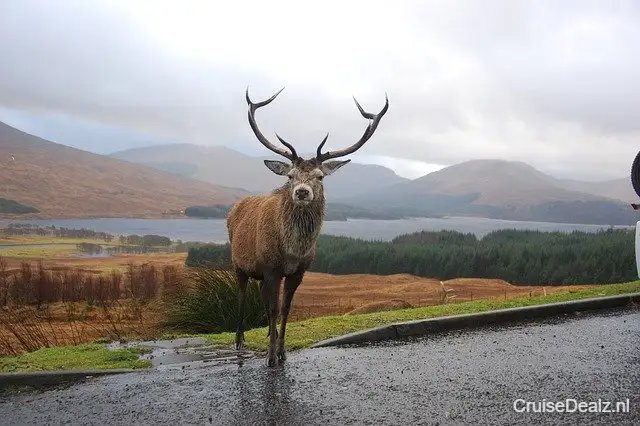 8 daagse Noord-Europa cruise met de MSC Poesia