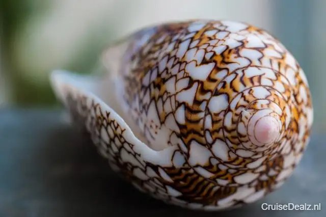 5 daagse Azië cruise met de MSC Bellissima