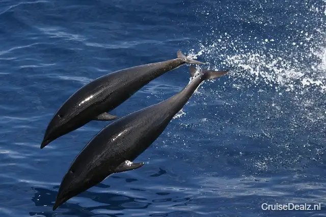 24 daagse Transatlantisch cruise met de Explora I