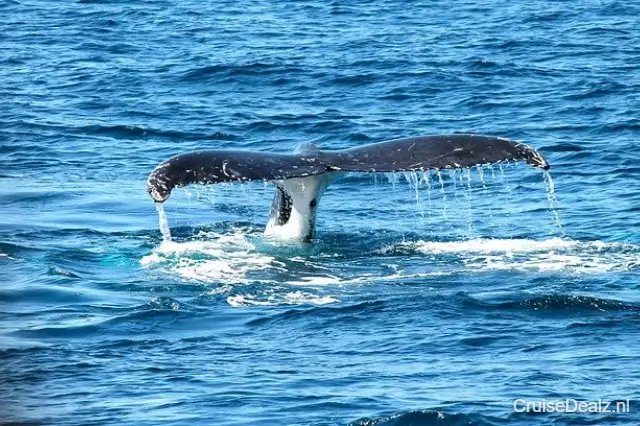 20 daagse Transatlantisch cruise met de Seabourn Pursuit