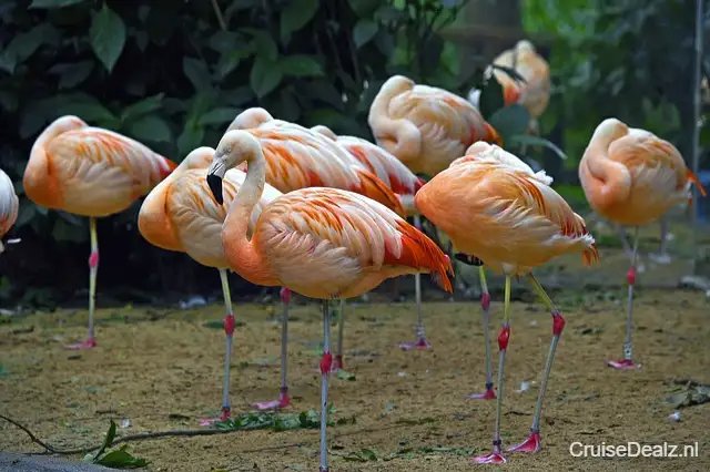 impressie Silver Origin