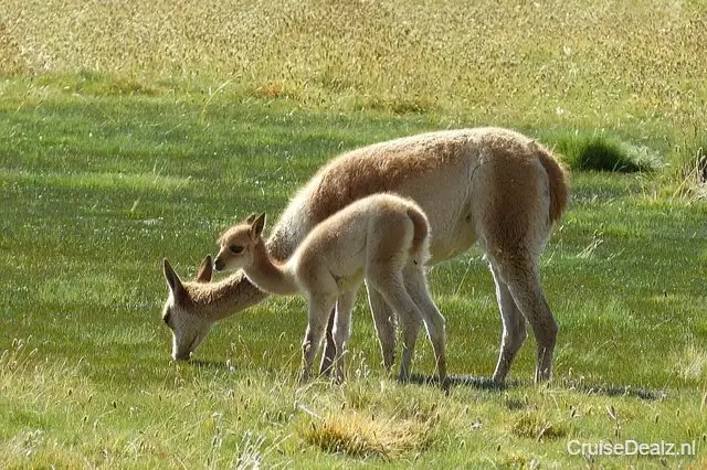 impressie MSC Preziosa