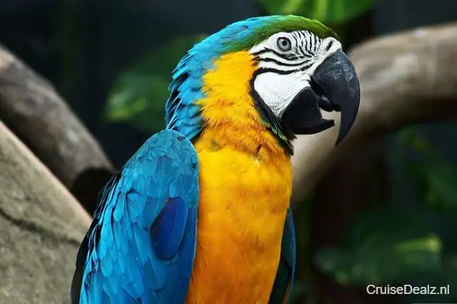 impressie Silver Origin