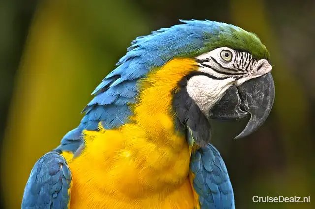 13 daagse Zuid-Amerika cruise met de Rotterdam